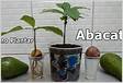 Como plantar abacate em vaso passo a passo